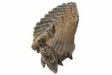 Partial Woolly Mammoth Fossil Molar - Poland #235271-2